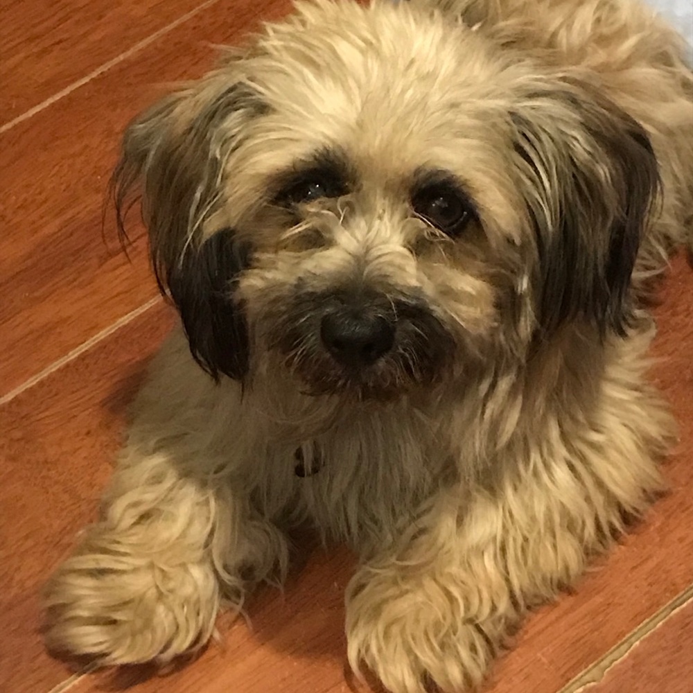 Meet your Posher, Mia